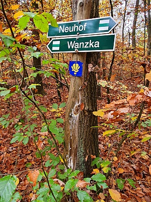 Felicitas Rohde Schaeper