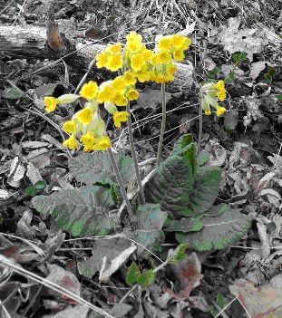 Supervision, Rohde Schaeper